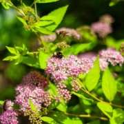 Tawuła gęstokwiatowa (Spiraea densiflora)