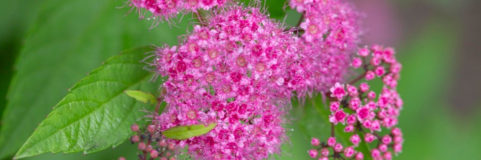 Tawuła japońska (Spiraea japonica)