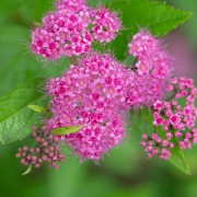 Tawuła japońska (Spiraea japonica)