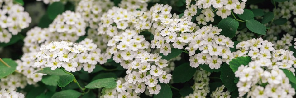 Tawuła nippońska (Spiraea nipponica)