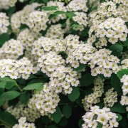 Tawuła nippońska (Spiraea nipponica)