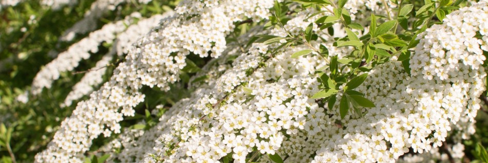 Tawuła szara (Spiraea ×cinerea)
