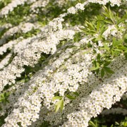 Tawuła szara (Spiraea ×cinerea)