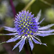 Mikołajek alpejski (Eryngium alpinum)