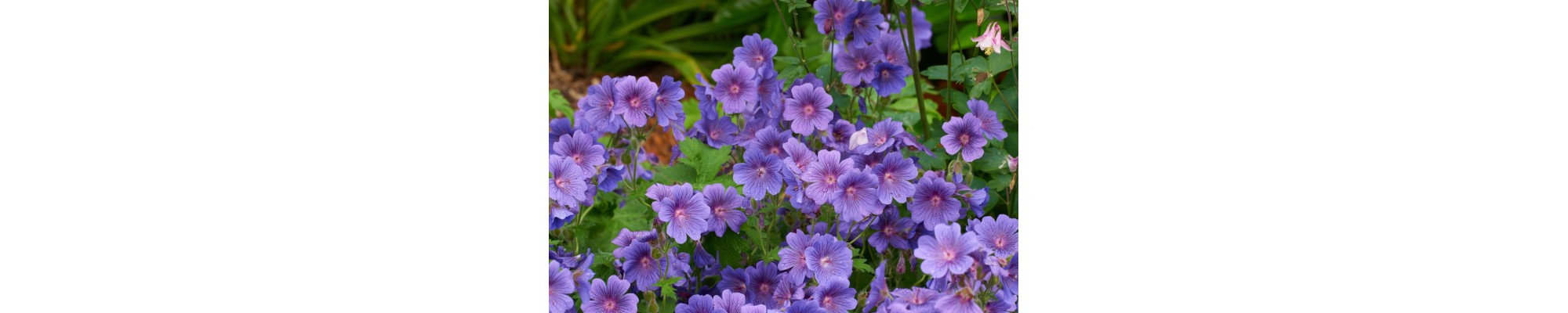 Bodziszek (Geranium)