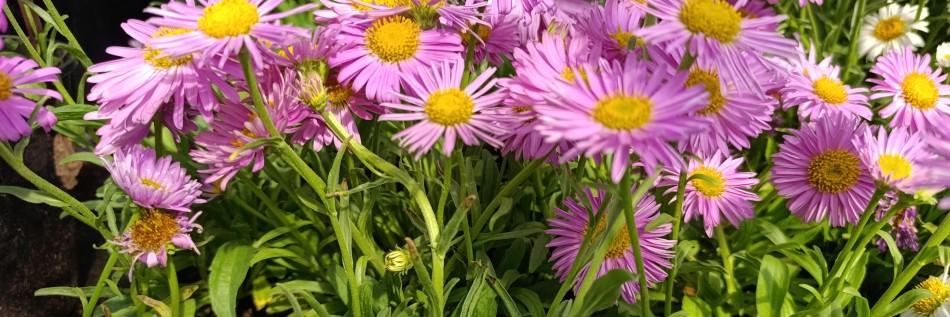 Aster krzaczasty (Aster dumosus)