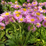 Aster krzaczasty (Aster dumosus)