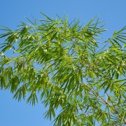 Bambus ogrodowy (Fargesia)