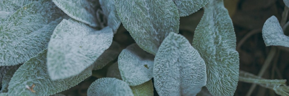 Czyściec (Stachys)