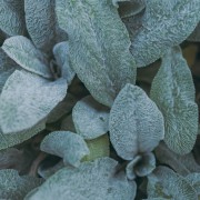 Czyściec (Stachys)