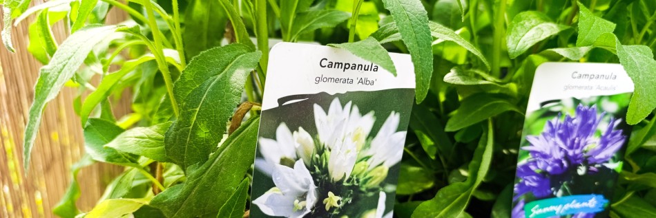 Dzwonek skupiony (Campanula glomerata)