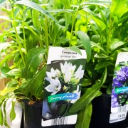 Dzwonek skupiony (Campanula glomerata)