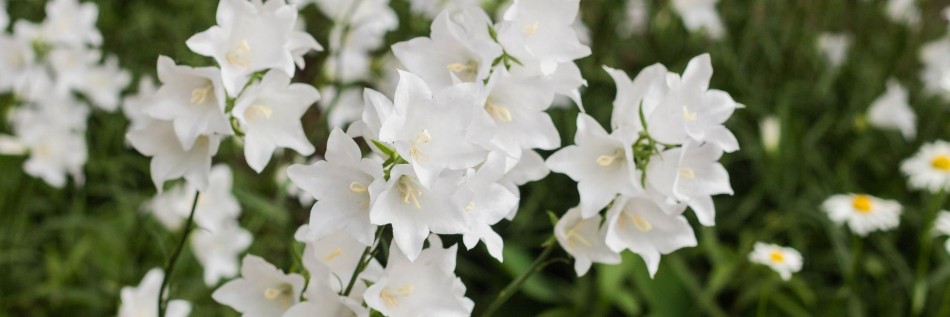 Dzwonek brzoskwiniolistny (Campanula persicifolia)