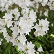 Dzwonek brzoskwiniolistny (Campanula persicifolia)