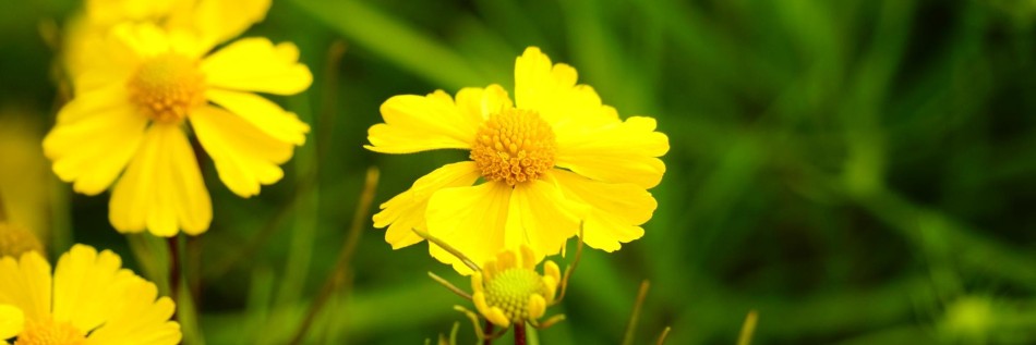 Dzielżan jesienny (Helenium autumnale)