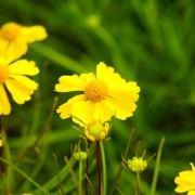Dzielżan jesienny (Helenium autumnale)