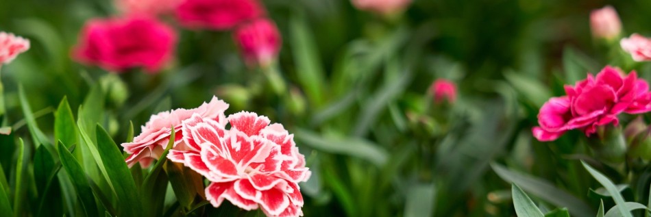Goździk ogrodowy (Dianthus caryophyllus L.)