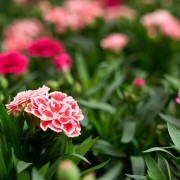Goździk ogrodowy (Dianthus caryophyllus L.)