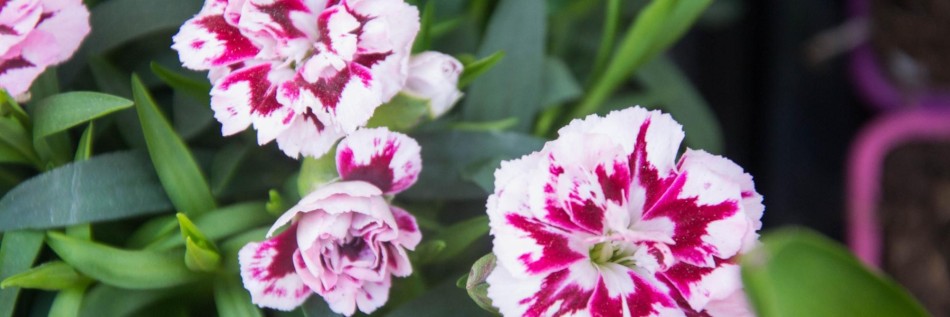Goździk pierzasty (Dianthus plumarius)
