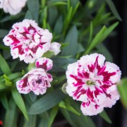 Goździk pierzasty (Dianthus plumarius)