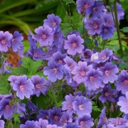 Bodziszek (Geranium)