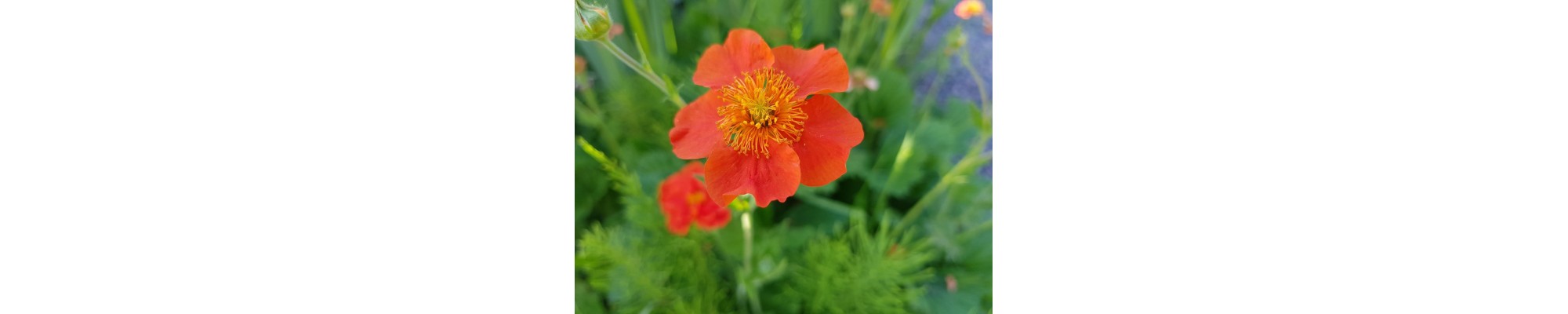 Kuklik (Geum)