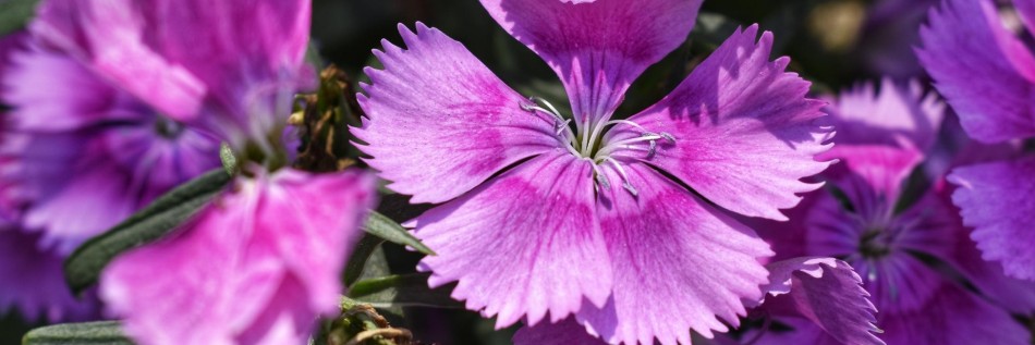 Goździk kropkowany (Dianthus caryophyllus)