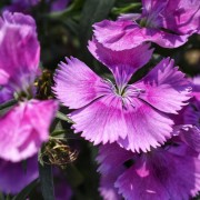 Goździk kropkowany (Dianthus caryophyllus)