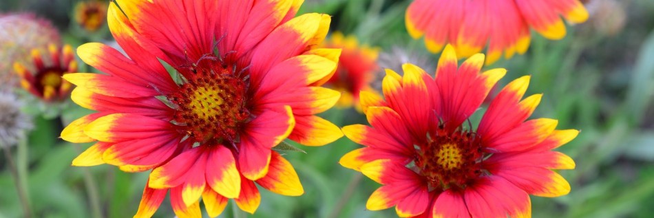 Gailardia oścista (Gaillardia aristata)
