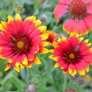 Gailardia oścista (Gaillardia aristata)