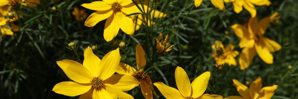 Nachyłek okółkowy (Coreopsis verticillata)