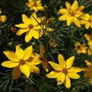Nachyłek okółkowy (Coreopsis verticillata)