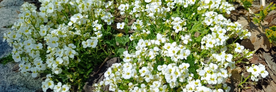 Gęsiówka kaukaska (Arabis caucasica)