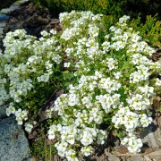 Gęsiówka kaukaska (Arabis caucasica)