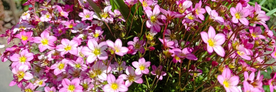 Iglica zmienna (Erodium variabile)