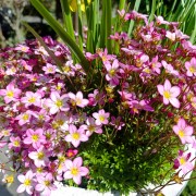 Iglica zmienna (Erodium variabile)