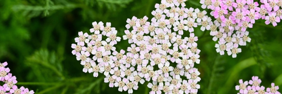 Krwawnik (Achillea millefolium)
