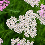 Krwawnik (Achillea millefolium)