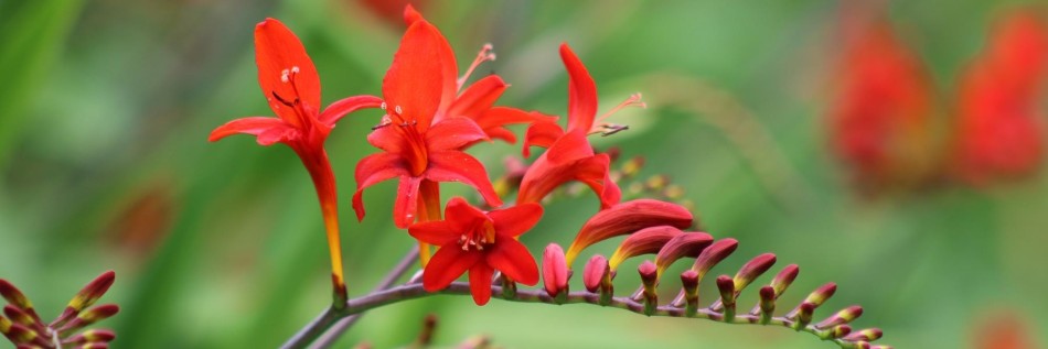 Krokosmia (Crocosmia)