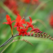 Krokosmia (Crocosmia)