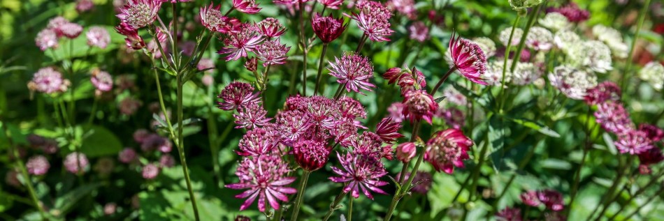 Jarzmianka większa (Astrantia major)