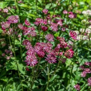 Jarzmianka większa (Astrantia major)