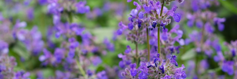 Kocimiętka (Nepeta)