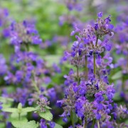 Kocimiętka (Nepeta)