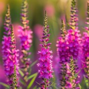 Krwawnica (Lythrum)