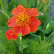 Kuklik (Geum)