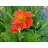 Kuklik (Geum)