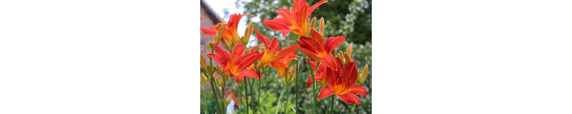 Liliowiec (Hemerocallis)