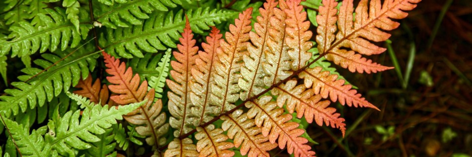 Narecznica (Dryopteris)
