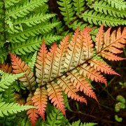 Narecznica (Dryopteris)